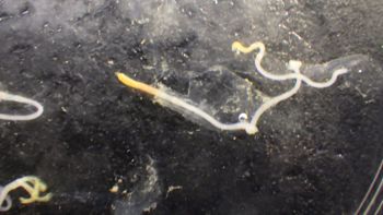 Media type: image;   Invertebrate Zoology 153512 Description: live specimen;
